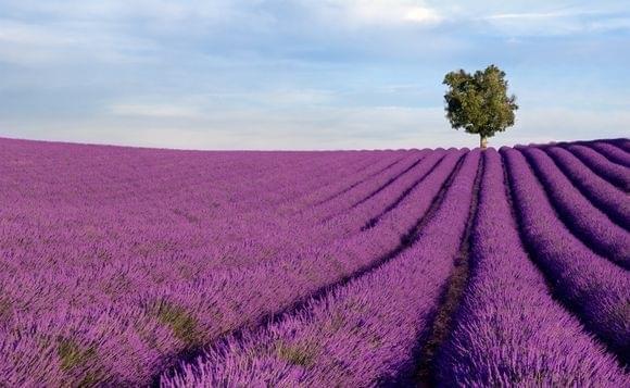 provence